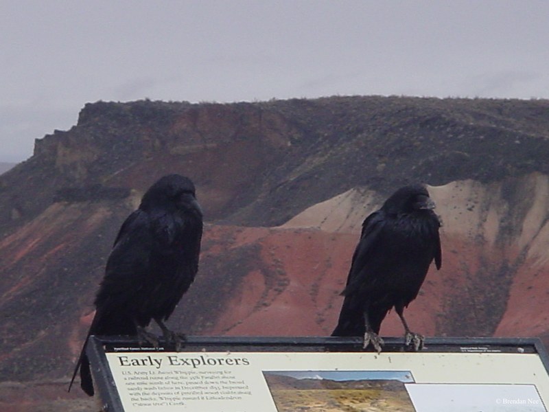 Petrified Forest National Park - Petrified Forest 1-05 386